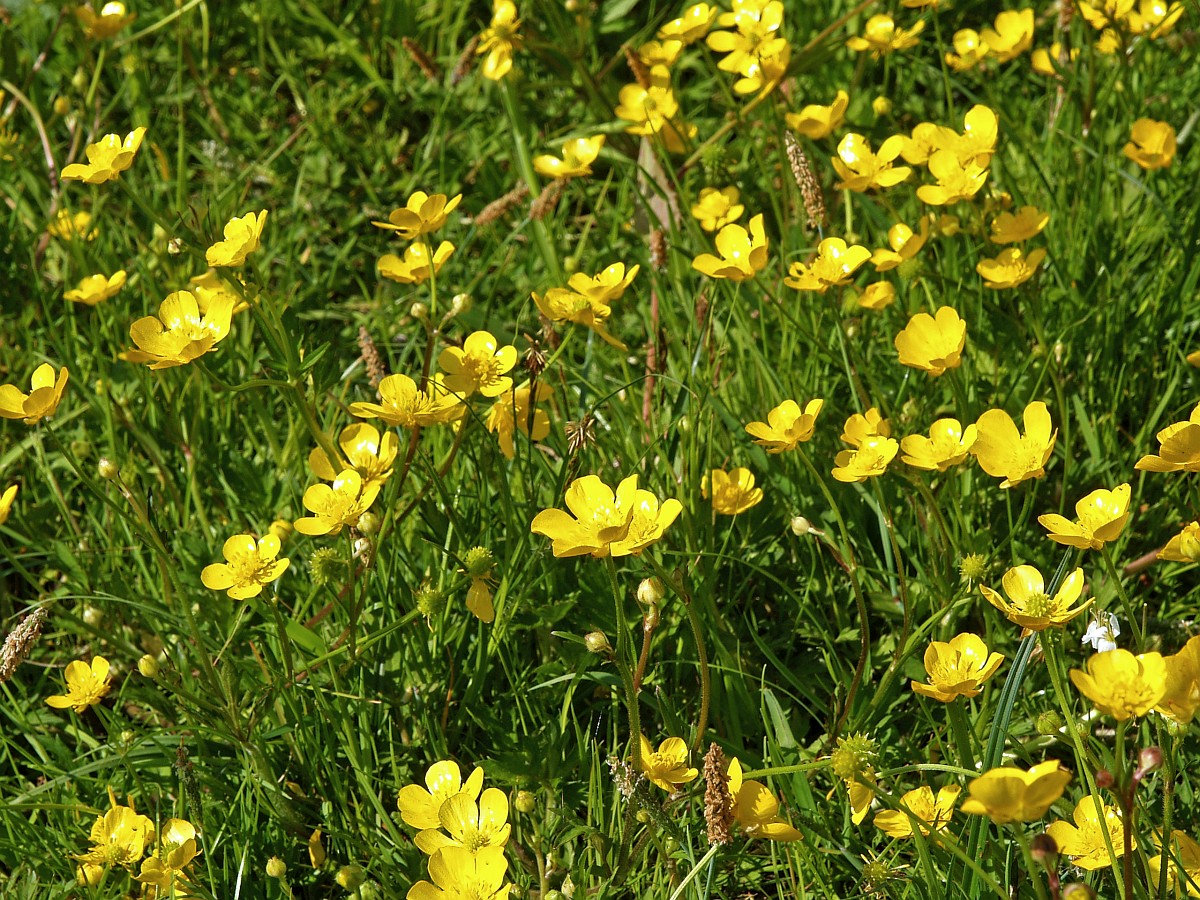 Ranunculus Repens Creeping Buttercup ranunculus-repens-creeping-buttercup